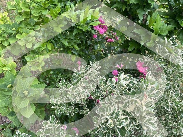 IMG_7648.jpeg